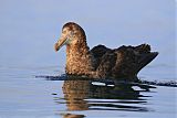 Northern Giant-Petrelborder=